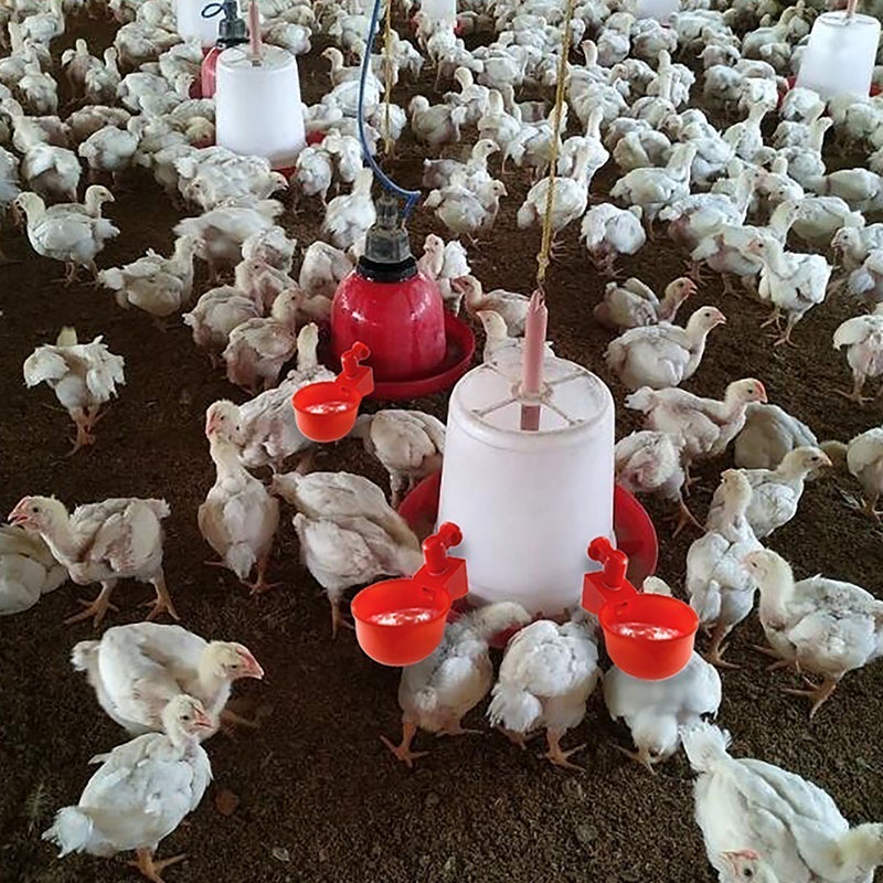 Automatic drink for poultry
